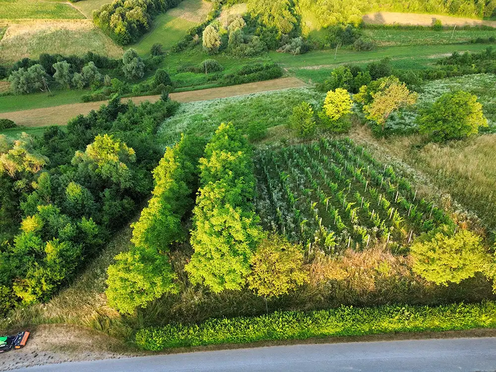 Prije malciranja, krcenja i uređenja vinograda