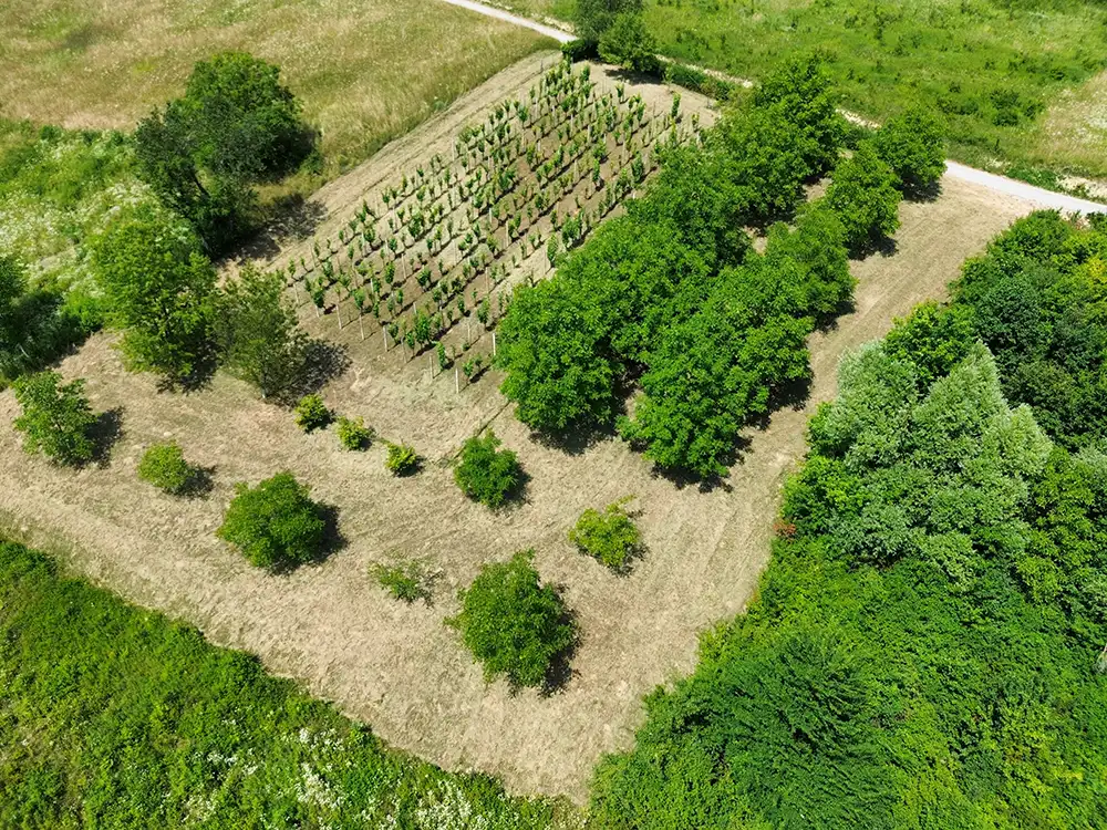 poslije krčenja terena vinograda
