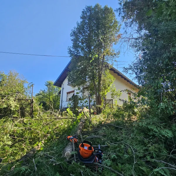 Rušenje opasnog drveča uz nekretninu - Hero Mac (3)